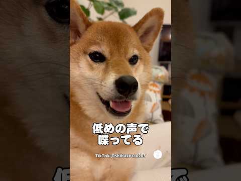 低い声でお喋りする柴犬　　柴犬　犬　かわいい犬 犬のいる暮らし 面白い犬