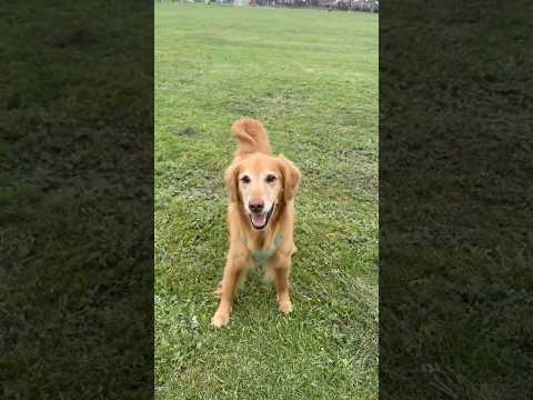 coming home to my golden retriever🥵goldenretreivers dog pup… サムネイル