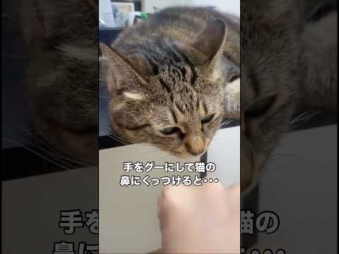 まさか手をグーにした時の指のカーブと猫の鼻の形って･･･ キジトラ ノーベル平和賞 猫 猫動画 サムネイル