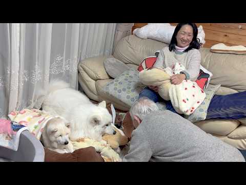 愛犬が好きすぎてデレデレ甘え出すじいちゃんを優しくあしらう柴犬とサモエドが見てて面白すぎました。 サムネイル