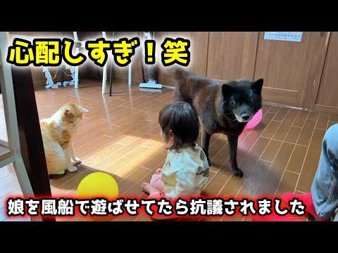【犬の親心】赤ちゃんを風船で遊ばせてたら、過保護な甲斐犬に抗議されました サムネイル