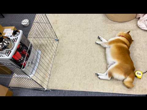 ストーブとのちょうどいい距離感をみつけた柴犬 サムネイル