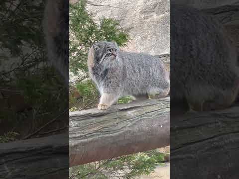 shorts 復帰したアブリコースちゃん ここからの景色を見渡し匂いを嗅ぎ‥☺️ マヌルネコ　那須どうぶつ王国にて　2… サムネイル