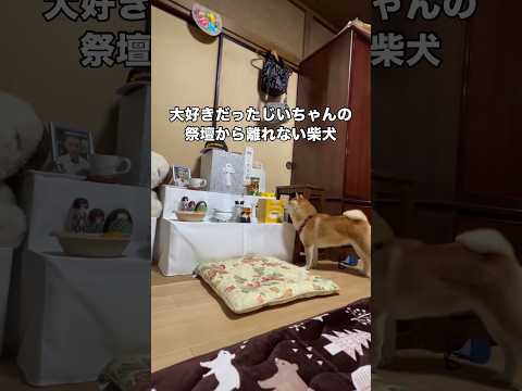 骨になって帰ってきたおじいちゃんの祭壇から離れないワンコ 柴犬 柴犬のいる暮らし ワンコ shorts サムネイル