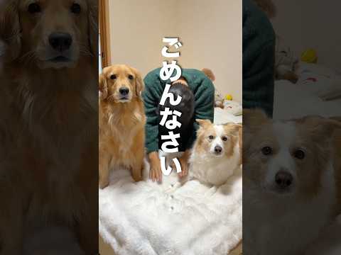 皆さんに犬のニオイの事で沢山アドバイスを頂きましたが...【ゴールデンレトリバー・ボーダーコリー 】shorts サムネイル