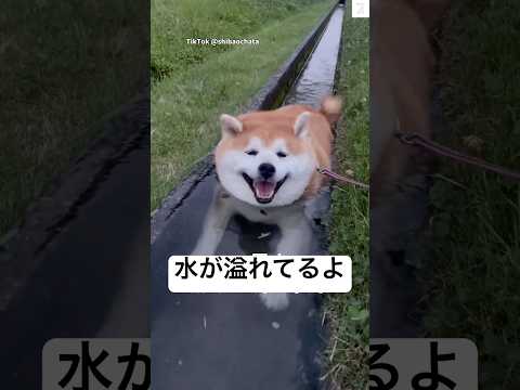 夏は水が溢れてたけど、冬は潜って　　柴犬　犬　面白い　犬のいる暮らし かわいい サムネイル
