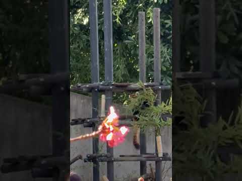 shorts (無理矢理😅)河津桜とメイタちゃん　レッサーパンダ　千葉市動物公園にて　2026年2月23日 サムネイル