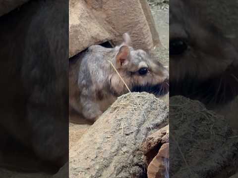 shorts 飼育員さんのお掃除を見ているゴエモンくん　ビスカチャ　埼玉県こども動物自然公園にて　2026年3月7日 サムネイル