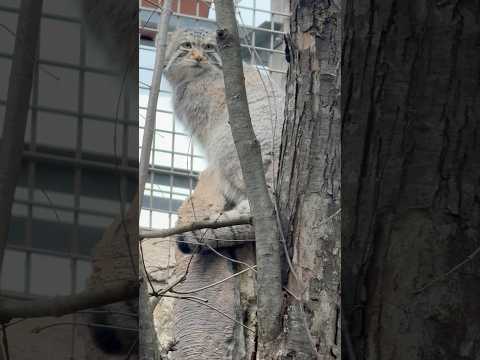 shorts ナゴムくん バックヤードのアブちゃん確認した後は上から王国を見渡す🤭　マヌルネコ　那須どうぶつ王国にて… サムネイル