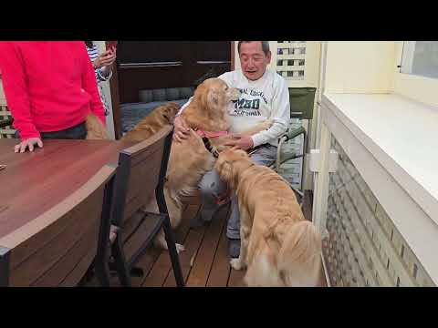 膝の上がうらやましくて真似するイロハ。みんな可愛いローズとイブキの子供たちの兄弟会。 サムネイル