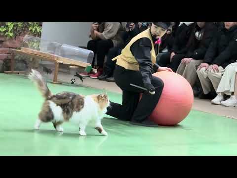 ナツメくん💦 MCおねえさんデビュー戦！なかなか見れない猫によるショー ザ・キャッツ　那須どうぶつ王国にて　2026年… サムネイル