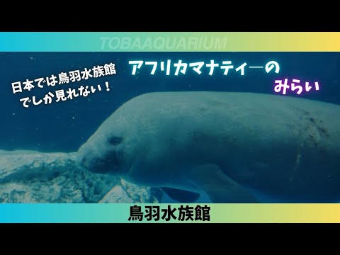 【鳥羽水族館】日本では鳥羽水族館でしか見れない！アフリカマナティ―のみらい✨ サムネイル