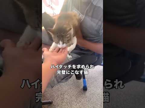 飼い主の腕に帰ってくる時の猫の一生懸命さが尊い 猫 保護猫 ハイタッチ shorts サムネイル