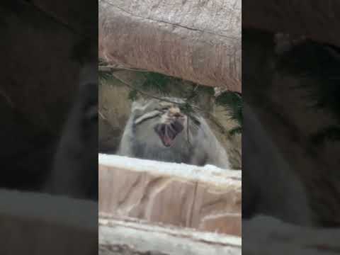 shorts ナゴムくんあくび🥱　マヌルネコ　那須どうぶつ王国にて　2026年1月2日 サムネイル