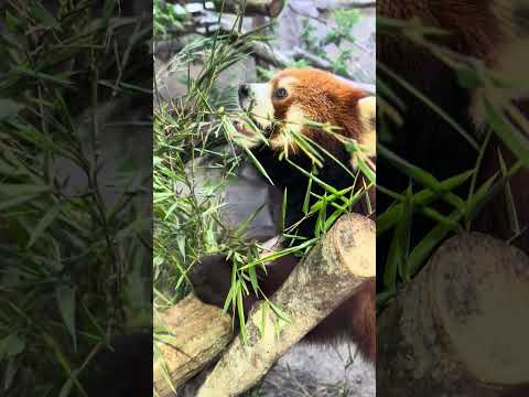 shorts レッサーパンダのグミちゃん　那須どうぶつ王国　IMG 8116 サムネイル