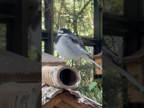 shorts ハクセキレイ？　のんほいパークにて　2026年1月23日 サムネイル