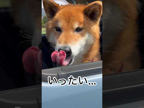 ’26.4.14 力丸の水分補給は… 柴犬 shibainu 柴犬のいる暮らし 柴犬の日常 カメラ目線 水を飲む犬 力丸 サムネイル