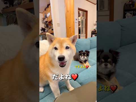 まさかの😱‼️柴犬 チワワ shorts サムネイル
