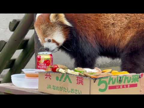 どれから頂こうとかしら♪と令花ちゃん　日替わり特別イベント レッサーパンダのバーベキューさ、あべ！(午後) 大森山動物… サムネイル
