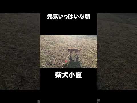 元気いっぱい 神戸 柴犬 shiba サムネイル