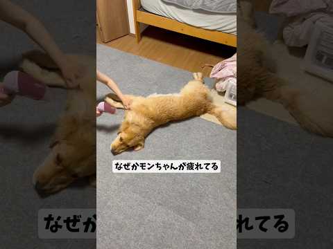 モンちゃん乾かすgoldenretriever ゴールデンレトリバー サムネイル