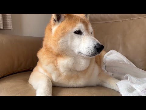 柴犬福 お風呂後にオナカビを舐めて母に優しく制される柴犬🤣Mother's boy Shiba🤣 サムネイル