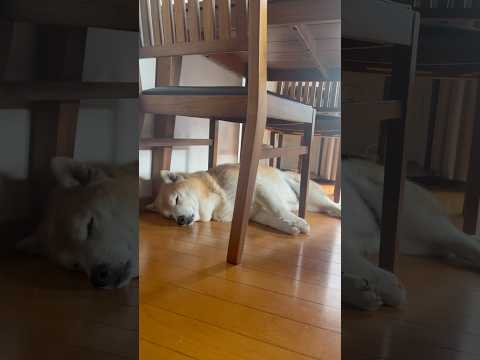 柴犬福 低気圧爆睡柴犬🤣Shiba-Sleep🤣shorts funny 柴犬 shibainu funnydog d… サムネイル