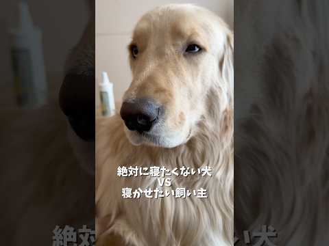 おなじみ麹の寝かしつけタイムですZzz‥ᐝゴールデンレトリバー 犬と2人暮らし サムネイル