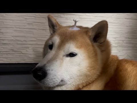 柴犬福 ベランダから部屋に戻るだけなのに姉にチューをしなければならない不憫なえのき柴犬🤣Sister and Shib… サムネイル