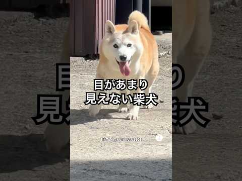 16歳柴犬‼️目があまり見えなくなった生活　柴犬　犬　老犬　犬のいる暮らし かわいい犬 サムネイル