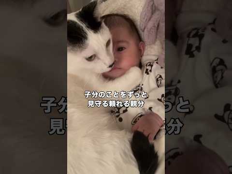 赤ちゃんにピタッと寄り添って離れずに様子を見守る親分 猫 見守り猫 赤ちゃん shorts サムネイル