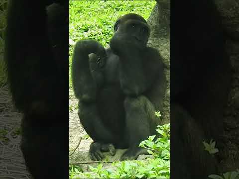 little gorilla Jabali 5y5m old. shorts. J吃樹葉。發呆.4-16 サムネイル
