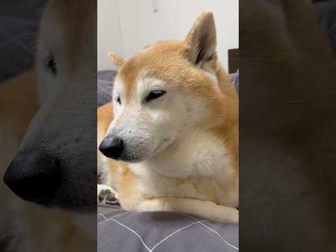 柴犬福 抜け毛を取ってもらうマザコン柴犬🤣Mother's boy🤣shorts funny 柴犬 funnydog… サムネイル