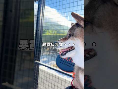 飼い主おじさんの悲しいお話😭 サムネイル