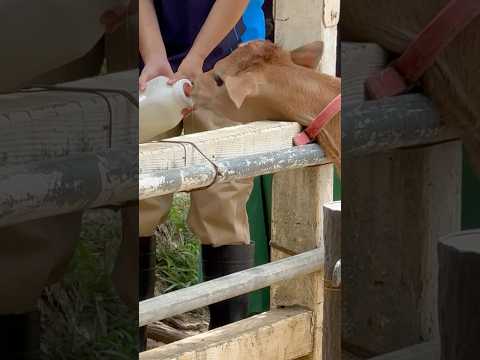 shorts クッコロくんのミルクタイム TV取材中〜⁈ 乳牛コーナー　埼玉県こども動物自然公園にて　2026年5月3… サムネイル