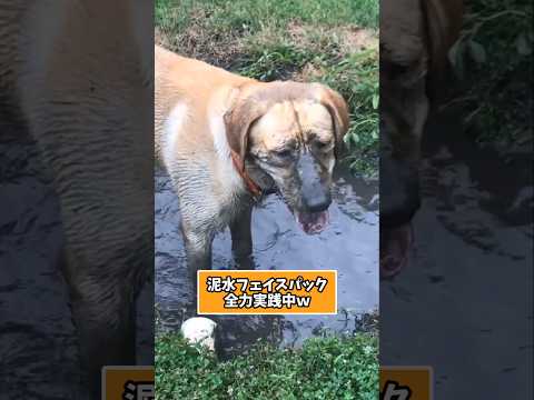 仕事で疲れた皆に贈る笑いと癒しのラブ5選ww　ラブラドールレトリバー 笑える 癒し ラブラドールのいる暮らし 大型犬の… サムネイル