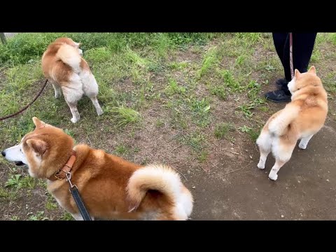 柴犬福 柴距離の柴集会🤣Shiba-Friends🤩 サムネイル