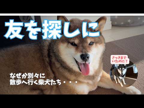 先にさんぽへ行った同居犬を見つけることはできるのか？ サムネイル