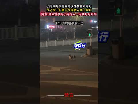 小狗真的很聰明每次都會看紅綠燈過馬路 它們真的在遵循人類的規則 狗狗 狗 意外 暖心 dog amazing hear… サムネイル