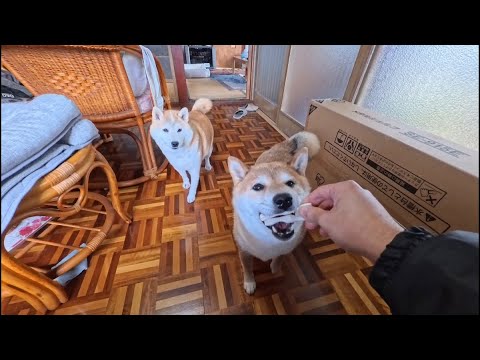 興奮のあまりモモさんの分も持ち去ってしまう末っ子ちゃん サムネイル