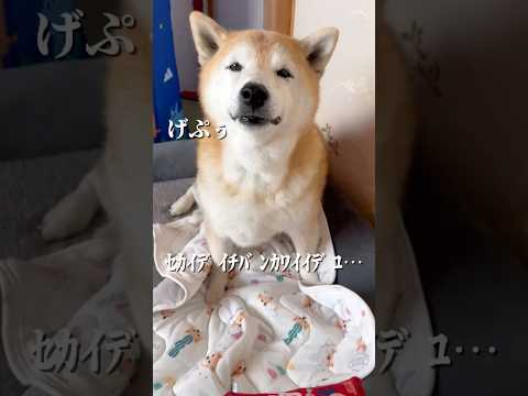 柴犬福 姉に褒められている途中にゲップしてしまうゲプチ丸🤣Sis and Shiba🤣姉と柴 shorts 柴犬 sh… サムネイル