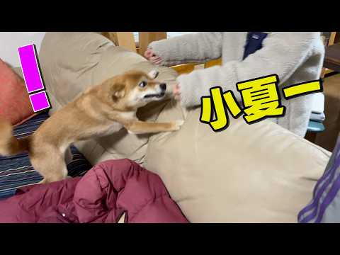 【大忙し】お姉ちゃんがいきなり帰ってきてビックリな柴犬小夏 サムネイル