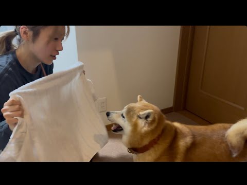 柴犬福 姉と柴犬の新しい遊び🤣Sister and Shiba Inu🤣 サムネイル