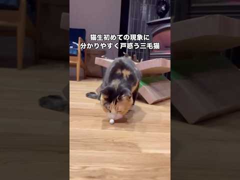 猫生初めての静電気にびっくりする三毛猫 三毛猫 ミケ猫 静電気 猫 サムネイル