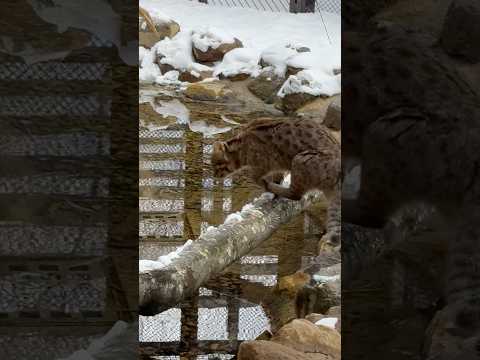 shorts アカツキくん　ツシマヤマヤマネコ　那須どうぶつ王国にて　2026年1月9日 サムネイル