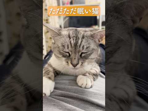親父の腹の上 眠い猫 A very sleepy cat 保護猫 ねこのいる生活 サムネイル