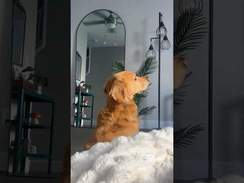 chatting with chids goldenretriever viral trandingshorts vi…