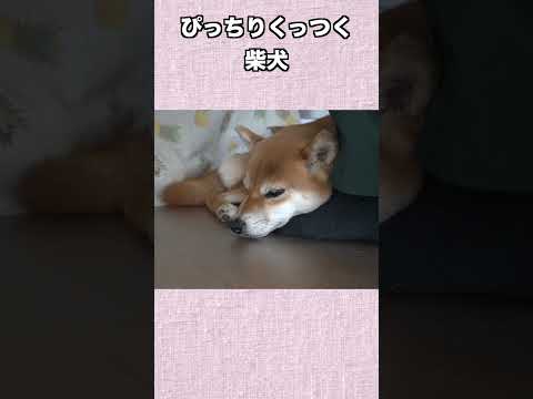 ぴっちりくっつく柴犬