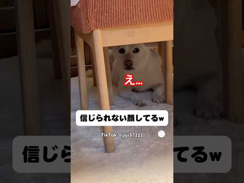 家に上がった直後、勝手に人のご飯食べ始めた犬　　　犬　いぬ　犬のいる暮らし 面白い犬 面白い サムネイル