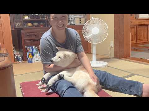 不安そうに鳴く柴犬17歳が安心して眠れるようになる、大好きな母との寝かしつけ時間